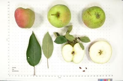 Click for 2 image(s) for this accession. FRUIT